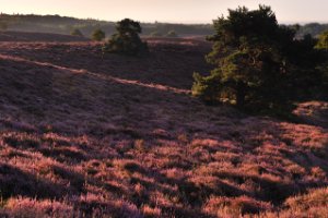 Warme en zachte licht van de zonsopkomst bij de Posbank