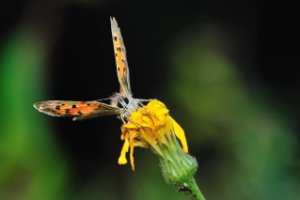 Vlinder