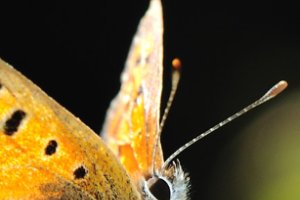 Kleine Vuurvlinder - Baardwijkse Overlaat