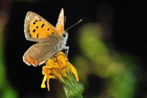 Kleine Vuurvlinder volledig in beeld