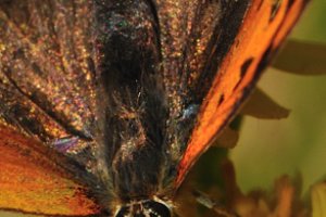 Kleine Vuurvlinder geniet van nectar