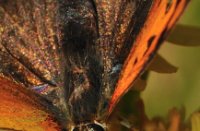 Kleine Vuurvlinder geniet van nectar