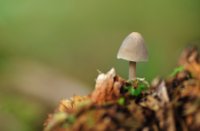 Kleine inktzwammetje in het bos