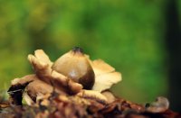 Bruine Aardster, Het Staelduinse Bos, Bruine Aardster