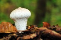 Parelstuifzwam, Het Staelduinse Bos, Parelstuifzwam