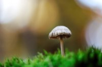 Fraaisteelmycena 