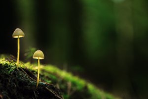 Fraaisteelmycena