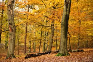 Amerongse Bos met herfst kleuren - herfst set LEE filters