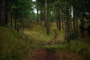 Walroute in Boswachterij Westerschouwen