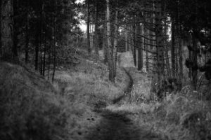 Wandelpad in Boswachterij Westerschouwen
