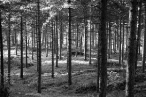 Het bos van Boswachterij Westerschouwen