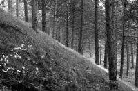 Duinen hellingen in het Boswachterij Westerschouwen