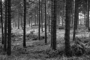 Dennebos gedeelte van Boswachterij Westerschouwen