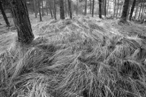 Het gras vorm gegeven dorp de wind