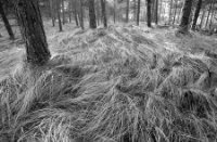 Het gras vorm gegeven dorp de wind