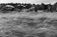 Pijpenstrootje waaien met de wind mee
