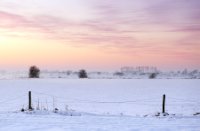 Weiland in het natuurgebied Amerongse Bovenpolder