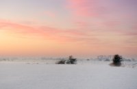 Weiland in het natuurgebied Amerongse Bovenpolder, Amerongse Bovenpolder