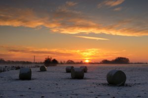 Weiland in het natuurgebied Amerongse Bovenpolder