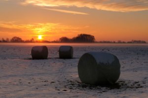 Weiland in het natuurgebied Amerongse Bovenpolder