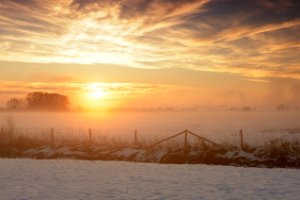 Weiland in het natuurgebied Amerongse Bovenpolder