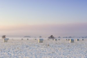 Weiland in het natuurgebied Amerongse Bovenpolder