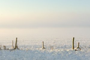 Mist in het natuurgebied Amerongse Bovenpolder