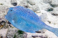 Bonaire National Marine Park, Bonaire National Marine Park