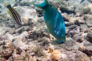 Papegaai vissen - Bonaire National Marine Park