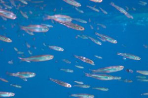 Bonaire National Marine Park