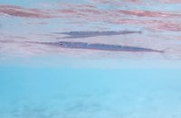 Bonaire National Marine Park, Bonaire National Marine Park