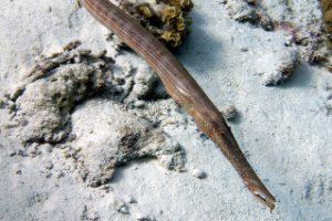Bonaire National Marine Park