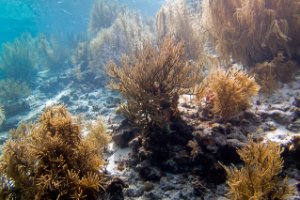Bonaire National Marine Park