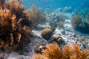 Bonaire National Marine Park