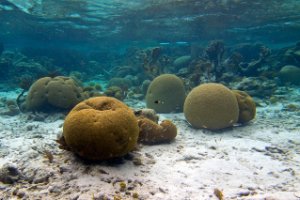 Bonaire National Marine Park
