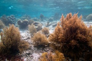 Bonaire National Marine Park