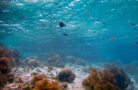 Bonaire National Marine Park, Bonaire National Marine Park