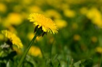De paardenbloem - Taraxacum officinale