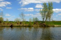 De Linge is een rivier die in de Betuwe