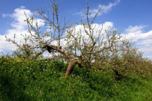 Appeldijk aan de Linge