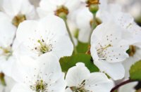 Bloesem van kersen bomen