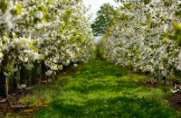 Bloesem aan de kersen bomen