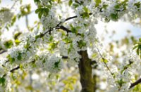Bloesem aan de kersen bomen