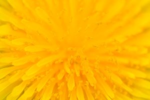 De paardenbloem - Taraxacum officinale