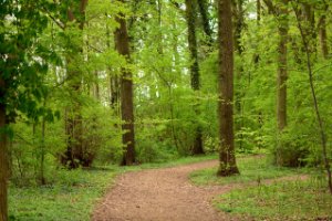 Bos in het Landgoed Mariënwaerdt