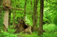 Omgevallen boom naast de Beerze