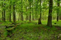 Kampina