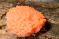 Zwam, Het Staelduinse Bos