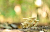 Gewone Oesterzwam, Het Staelduinse Bos, Gewone Oesterzwam