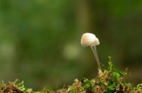 Bleekgele Mycena, Het Staelduinse Bos, Bleekgele Mycena